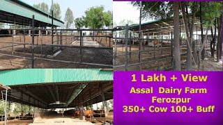 Assal Dairy Farm Ferozpur Jagdeep Singh Sandhu Ji 350 Cow 100 Buff [upl. by Ollopa]