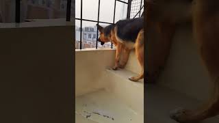 german shepherd dog barking  gsd dog barking  puppy barking  dog barking [upl. by Macmillan893]