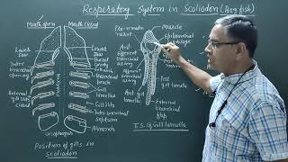 Respiratory organ in Scoliodon Dog fish [upl. by Akeenahs]