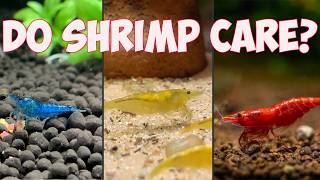 Shrimp Keeping Basics Pt2  Which Substrate is Best [upl. by Broeder497]