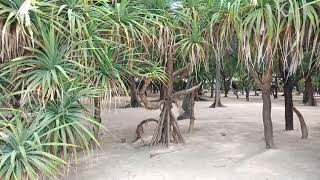 The Nilaveli Beach Hotel near Trincomalee Sri Lanka [upl. by Oman990]