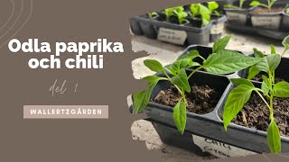 Odla paprika och chili Del 1 sådd [upl. by Akinuahs]