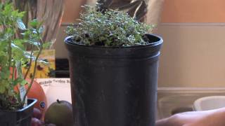 Gardening Lessons  How to Grow Herbs Indoors [upl. by Oribelle454]