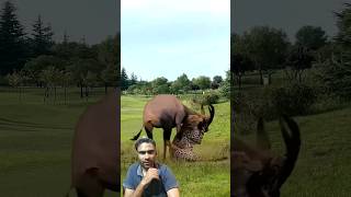 tiger attack deer animals animalbattle cheetah lionfight wildlifebattle wildlife tiger viral [upl. by Odareg]