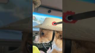 Que Agusticidad de Este Perrito chihuahua 😎 shortsvideo viralvideo [upl. by Euk]