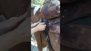 How to Tie a Latigo for cinching up a western saddle Trainer Tip 2 [upl. by Olivier18]