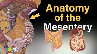 MESENTERY ANATOMY A Recently Discovered Human Organ [upl. by Haneekas190]