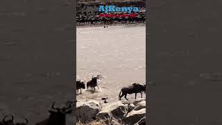 Masai Mara Migration The Wildebeest Migration in Masai Mara National Reserve Mara River Crossing [upl. by Nalor729]