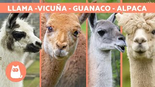 LLAMA vs ALPACA vs VICUÑA vs GUANACO 🦙 ¡Aprende a diferenciarlos [upl. by Woodhead]