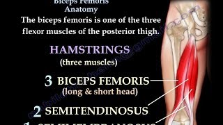 Biceps Femoris Anatomy Hamstrings  Everything You Need To Know  Dr Nabil Ebraheim [upl. by Higgins]