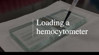 Loading a Sample into a Hemocytometer [upl. by Hanny]