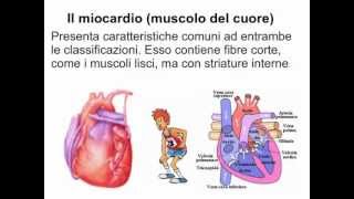 Apparato muscolare Scienze scuole medie [upl. by Normand]