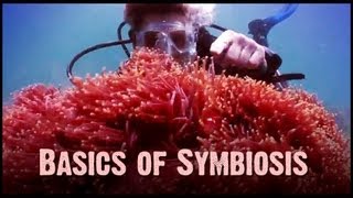 Symbiosis Mutualism Commensalism and Parasitism [upl. by Mairb]