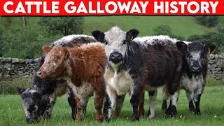 ⭕ Cattle Breeds Galloway History ✅ Cattle Galloway  Bulls [upl. by Sarena]