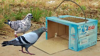 Best Quick Bird Trap Make From Vital Cardboard Box And Woods  Simple Pigeon Trap Easy [upl. by Eloise]