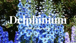 Delphinium Grow and Care Tips [upl. by Thorley]