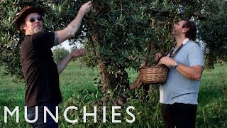 Green Gold The Olive Oil Chronicles Being Frank Episode 2 [upl. by Stock]