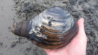 Finding and Preparing Cockles and Huge Gaper Clams in the Pacific Northwest [upl. by Burke]