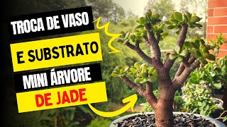 Troca de substrato e vaso da minha primeira suculenta jade  crassula ovata [upl. by Malcolm]