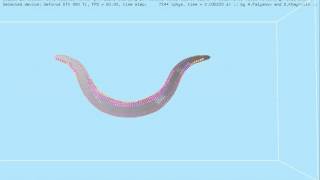 C elegans body model omega turn posture formation [upl. by Purse]