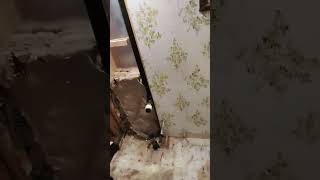 how to fix subfloor in mobile home bathroom toilet was about to fall through subfloor mobilhome [upl. by Ekram]