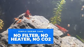 No Filter No Heater No CO2 Shrimp Tank [upl. by Jarrid]