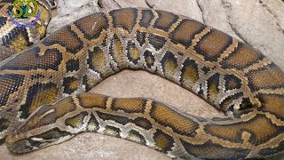 WOW Amazing Sound Of Python Snake  The Burmese python [upl. by Devol]