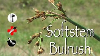 Softstem Bulrush Edible Medicinal amp Other Uses [upl. by Ahsinek]