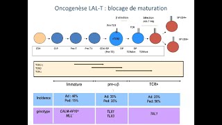 Cours DES hématologie  biologie de la LAL T [upl. by Rasmussen]