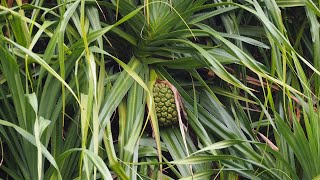 Pandanus Tree  False Pineapple Plant  Watakeiya and Dunukeiya Shrub Pandanus Kaida [upl. by Launame54]