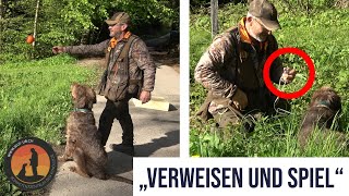 Kleinflächige Verweisersuche mit Ballspiel als Belohnung  Hundeschule UB [upl. by Tulley]