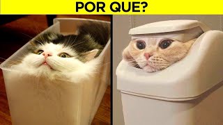 Os Comportamentos Mais Estranhos Dos Gatos Finalmente Explicados [upl. by Zobkiw]