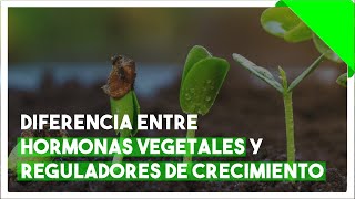 DIFERENCIA ENTRE HORMONAS VEGETALES Y REGULADORES DE CRECIMIENTO [upl. by Einrae]