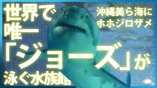 世界で唯一「ジョーズ」が泳ぐ水族館 沖縄美ら海にホホジロザメ [upl. by Gere]