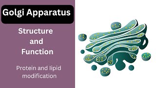 Golgi Apparatus Structure and Function  Cell Organelle [upl. by Yniffit]