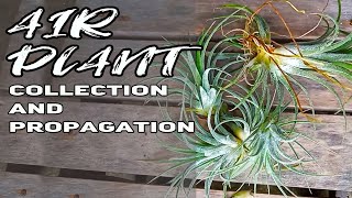 Air plant collection and propagation Tillandsia propagation [upl. by Martinson645]