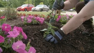 Planting Petunias Vinca and Salvia – Family Plot [upl. by Yuzik]