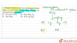 In Mendelian dihybrid cross when heterozygous round Yellow are self crossed Round Yellow are [upl. by Acinnej]