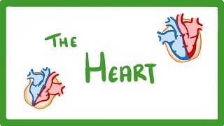 GCSE Biology  The Heart 23 [upl. by Maxma506]