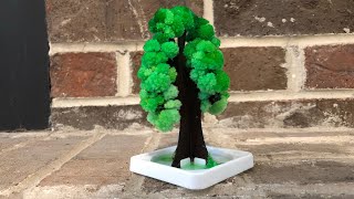 Dollar Tree Crystal Tree Time Lapse  Science fo Kids [upl. by Aindrea637]