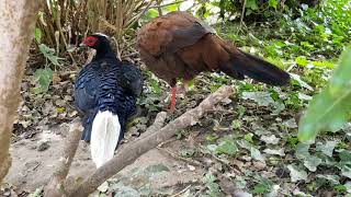 Edwards pheasant preening [upl. by Ikciv300]