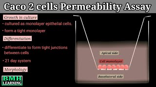 Caco 2 Cells Permeability Assay [upl. by Lopes]