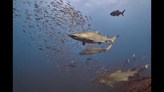 Ragged Tooth Sharks III The Toothening [upl. by Borszcz750]