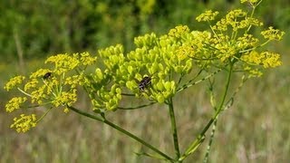 Wild Parsnip and Wild Carrot VS Poison Hemlock [upl. by Asilenna205]