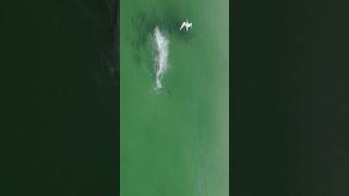 Dolphin attacks Jack Crevalle dolphin attack beach fishing [upl. by Ahrat]