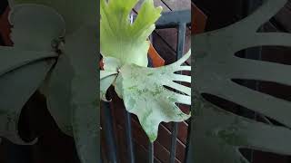 plants platycerium platyceriumbali platyceriumwandae fypyoutube animation artist art music [upl. by Center]