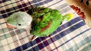 baby parrot first time outside the brooder  baby parrot sound [upl. by Bridges640]