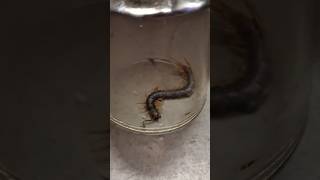 Dangerous Centipede in glass shorts share [upl. by Car310]