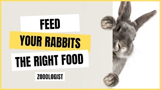 What Do Rabbits Eat Want a Happy Rabbit Feed Them These 5 Essential Foods [upl. by Bullough]