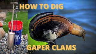 HORSENECK  GAPER CLAMS  EVERYTHING you need to know  harvesting tutorial [upl. by Aicak143]